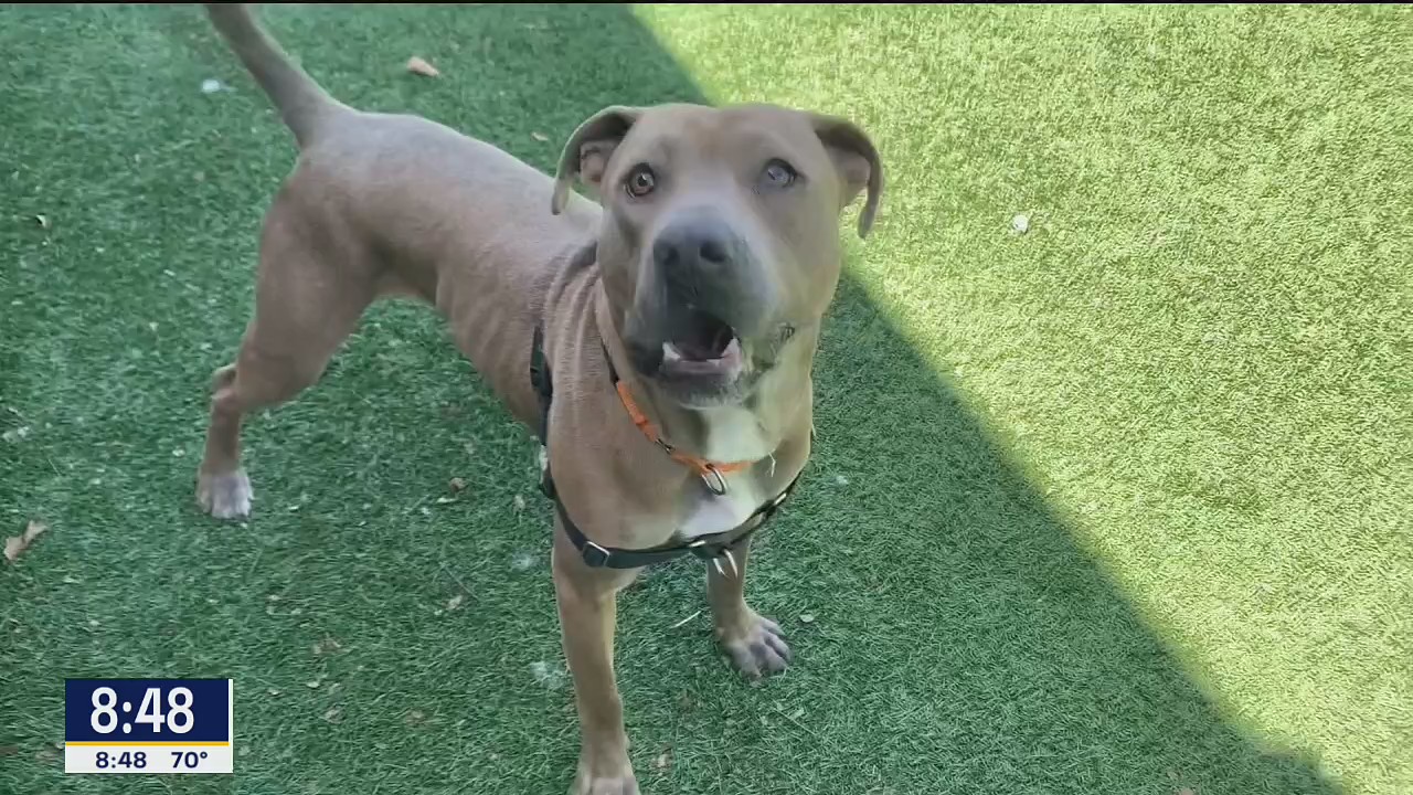 Dog of the Day: Brutus
