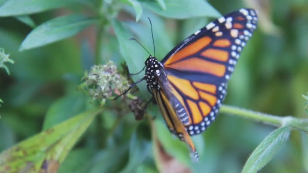 Monarch butterfly moves closer to extinction
