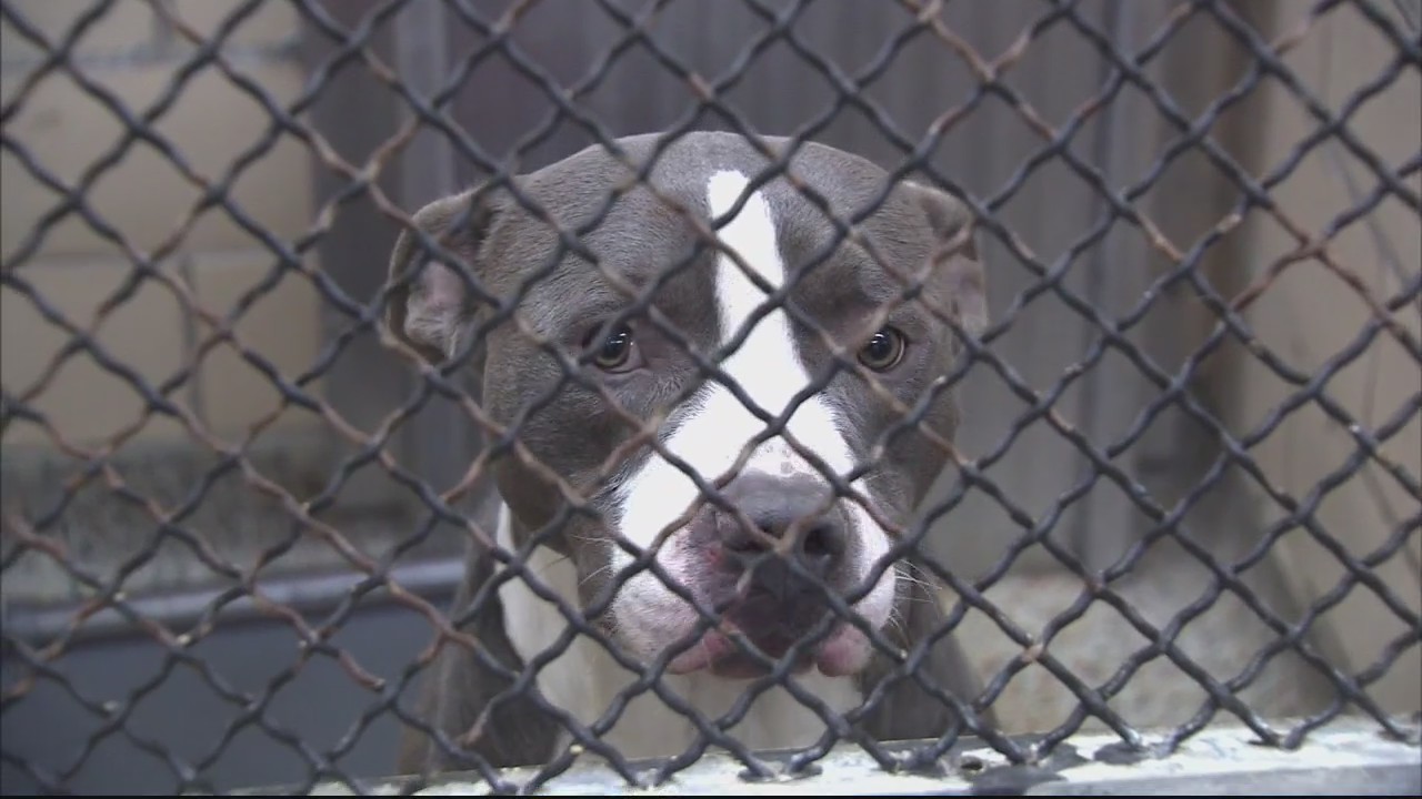FOX 2 teams up with Detroit Animal Care to get as many dogs adopted Friday