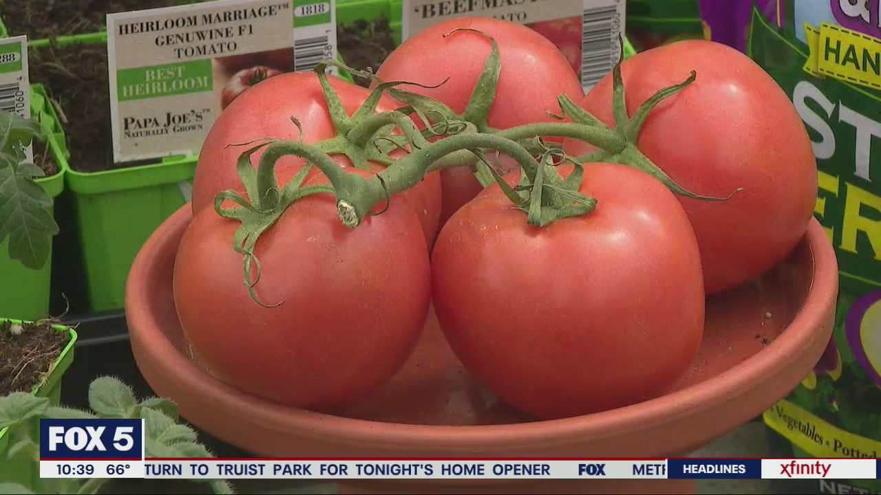 Pike Nurseries gives tips on planting tomatoes