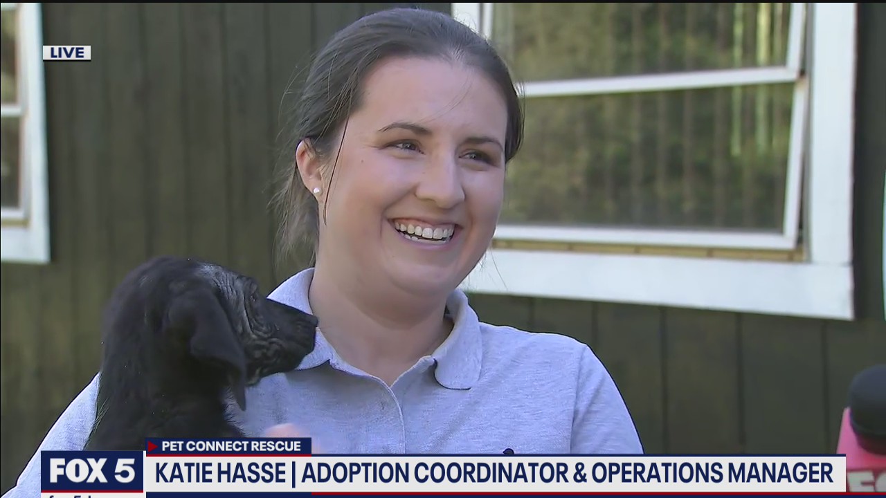 Furry friends looking for a forever home in DC areas