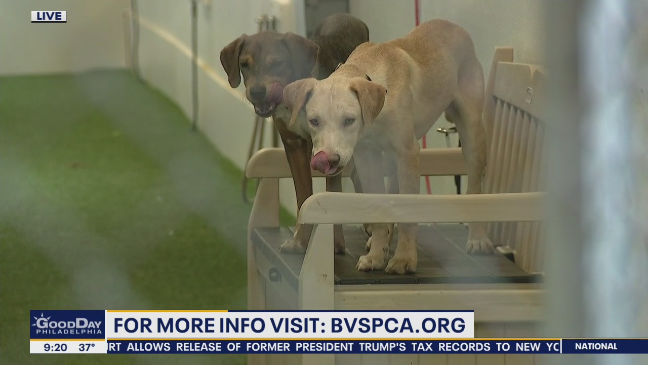 Over 100 shelter pets flown to Delaware from storm-ravaged Texas