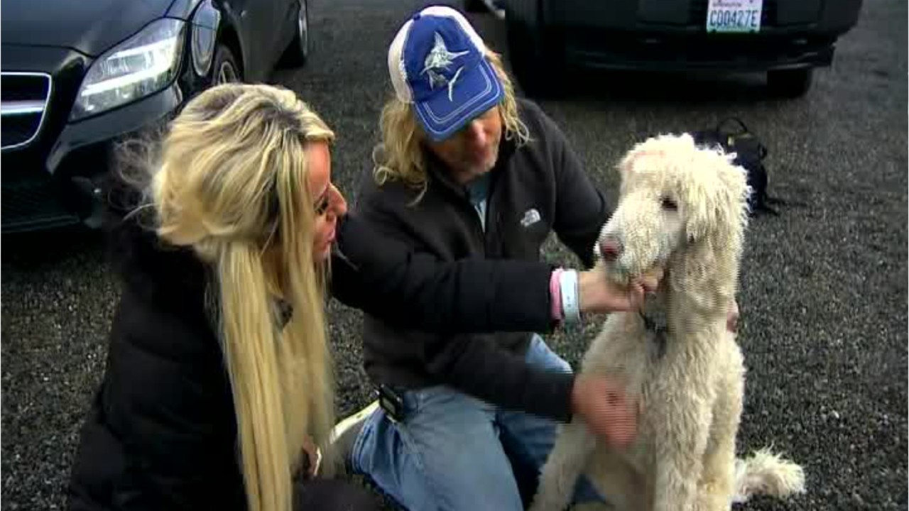 Couple reunited with beloved poodle after watching car thief drive away