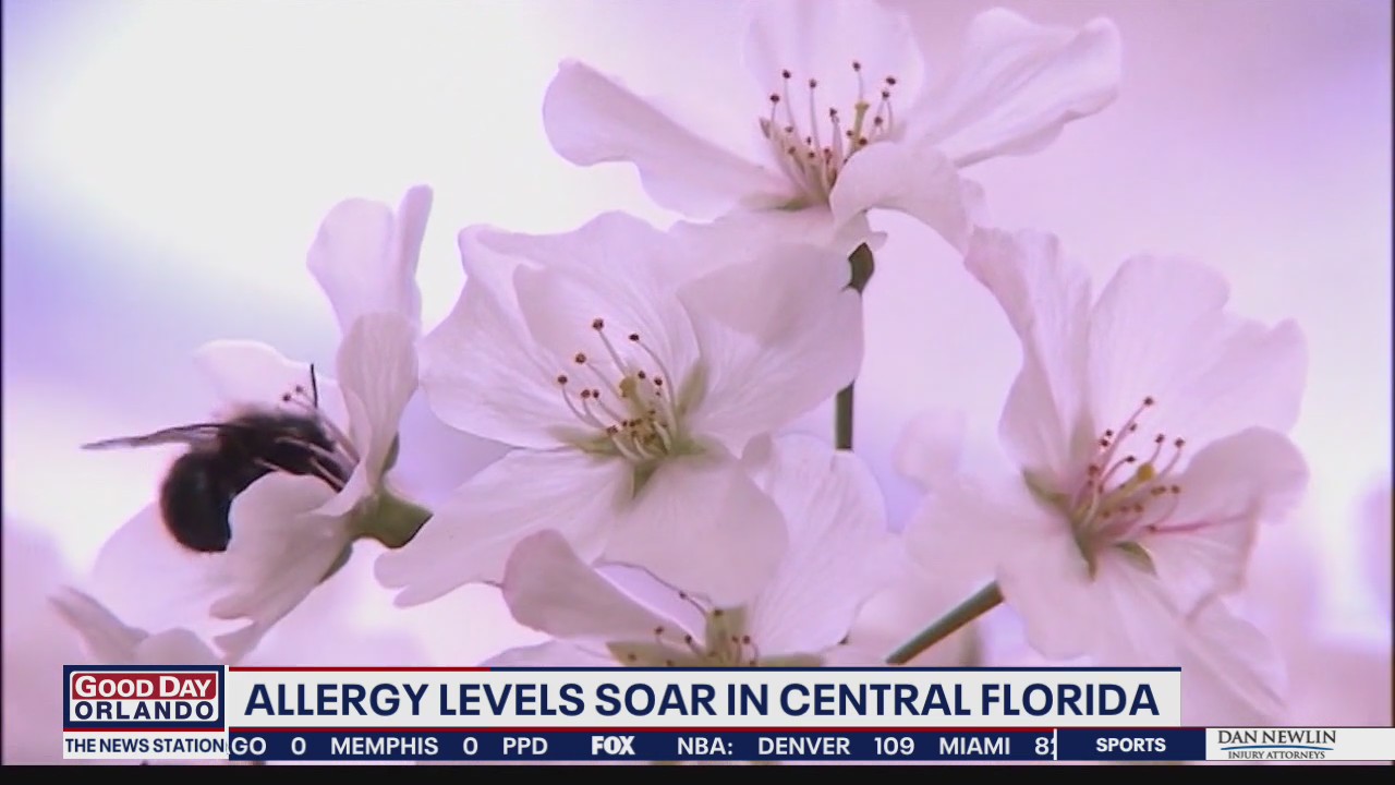Allergy levels soar in Central Florida