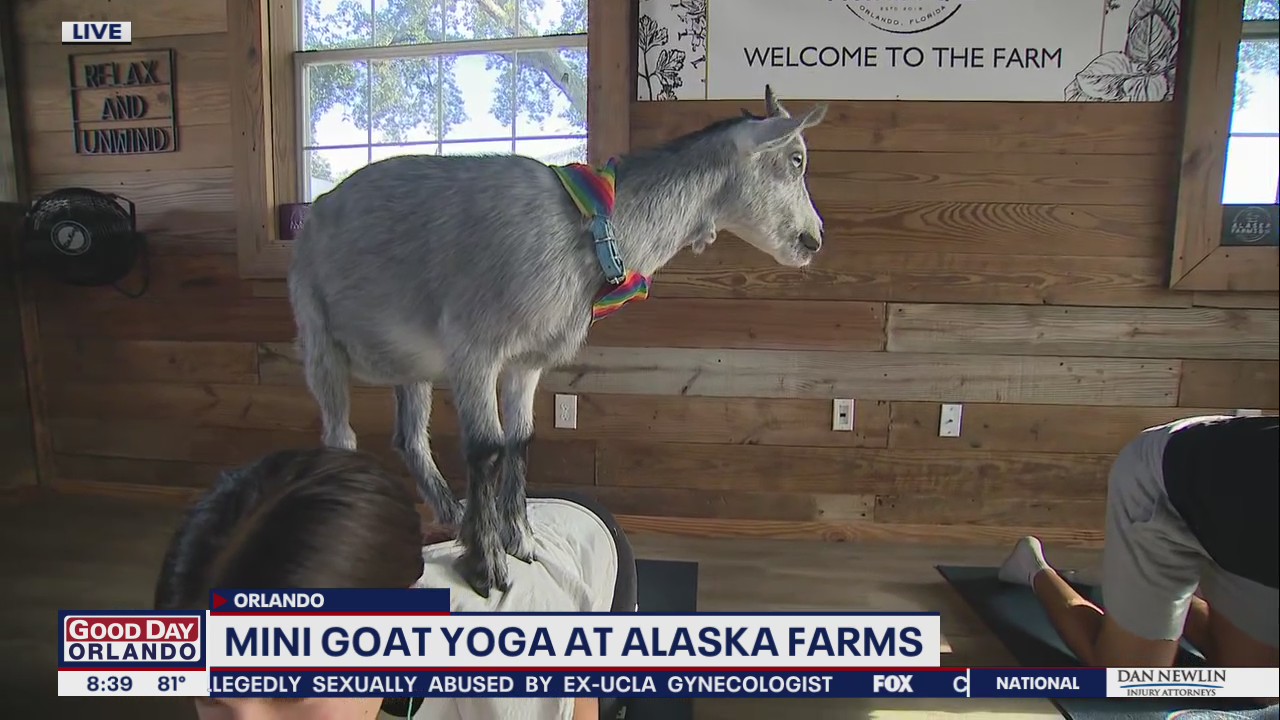 Mini goat yoga at Alaska Farms