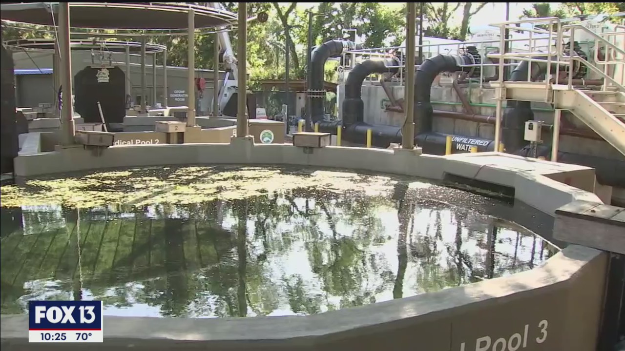 ZooTampa manatee hospital full as deaths spike