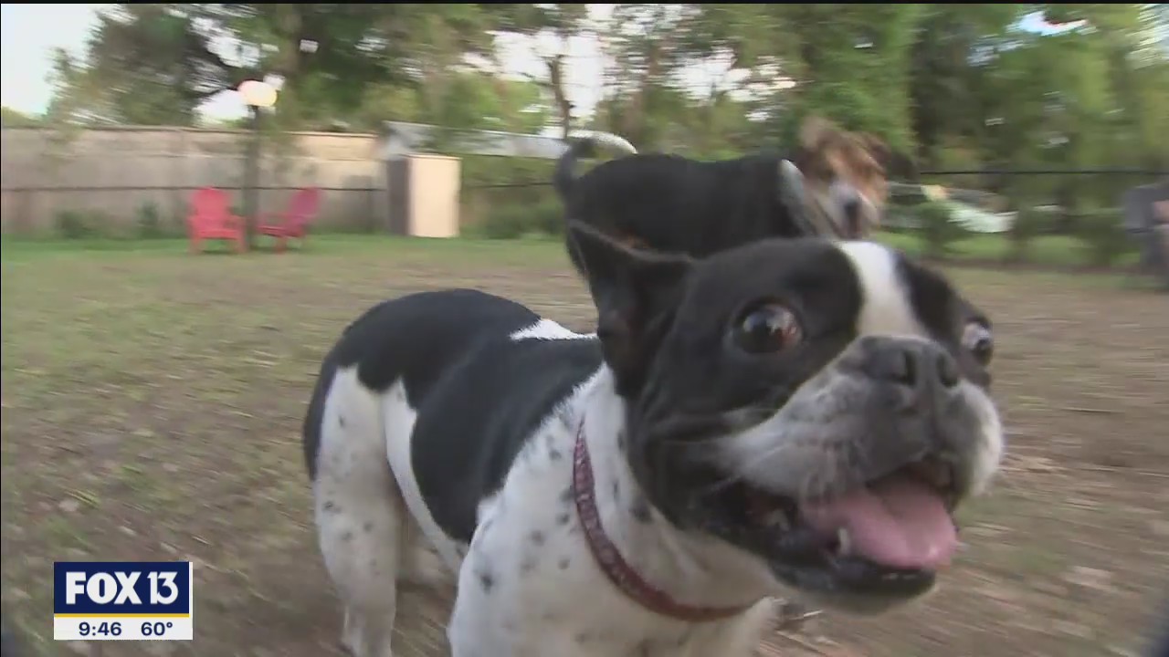 Seminole Heights park and bar features pints and pooches