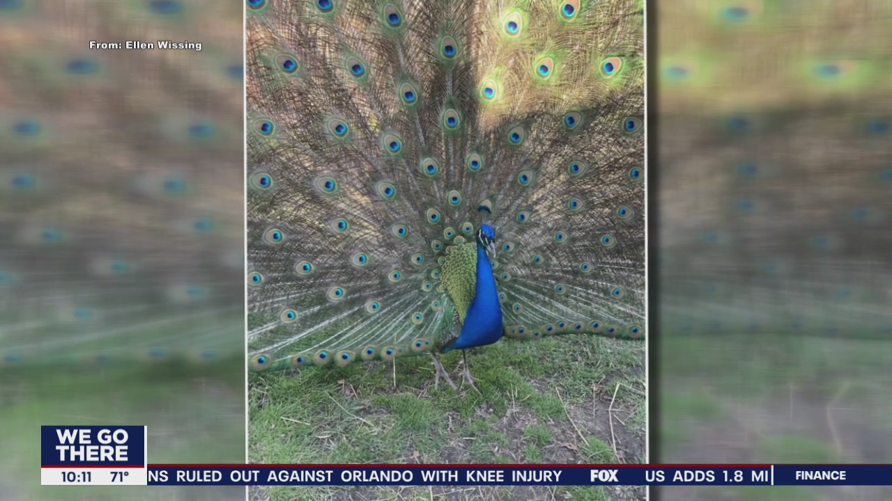 New Jersey woman searching for pet peacock