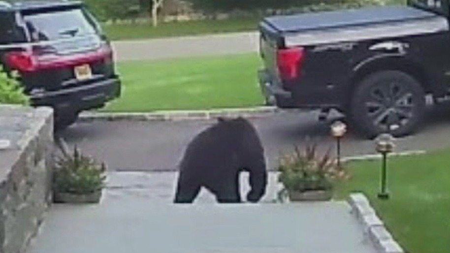 Bear sightings in Connecticut
