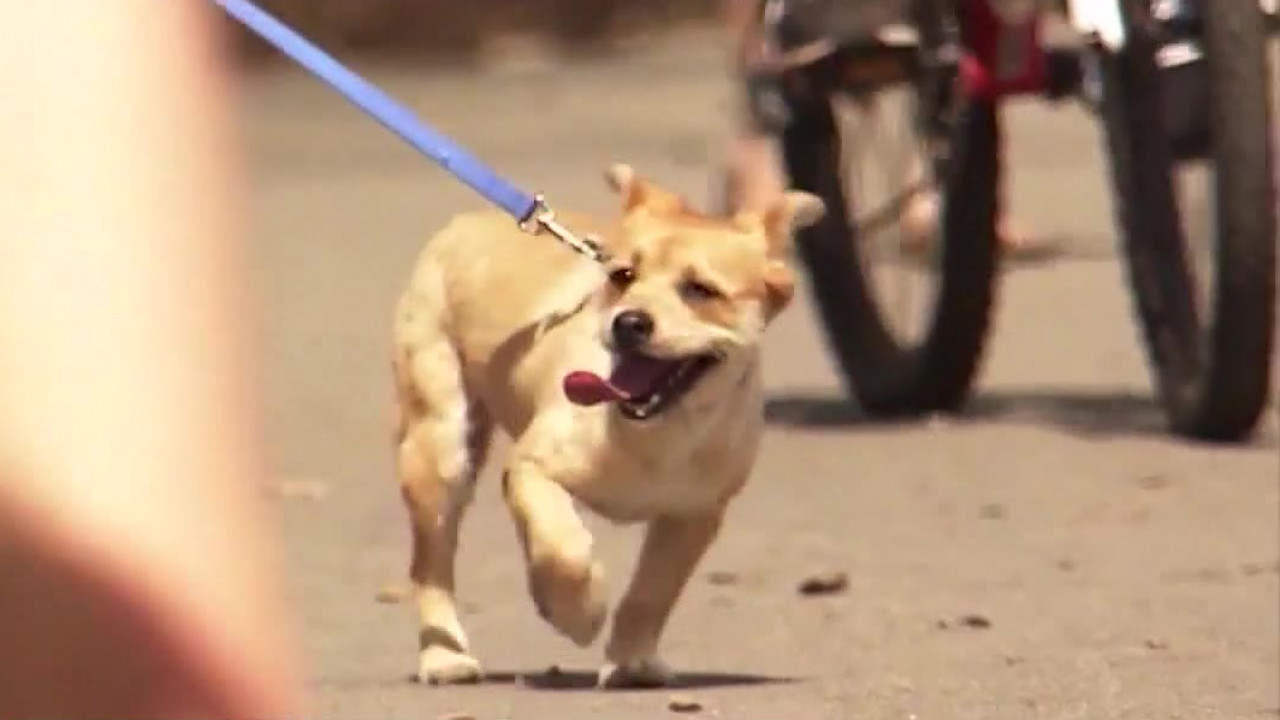 Arizonans urged to keep pets away from summer heat