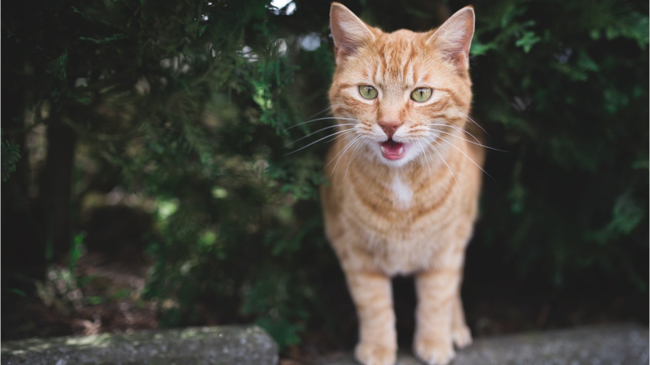 Cat meowing with 'thick Southern accent' goes viral on Instagram
