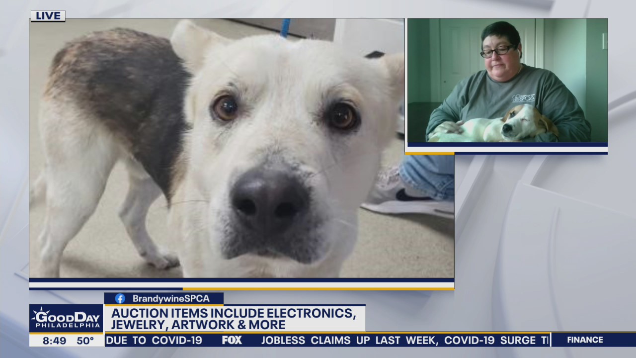 Holiday season is perfect time to adopt a new furry friend