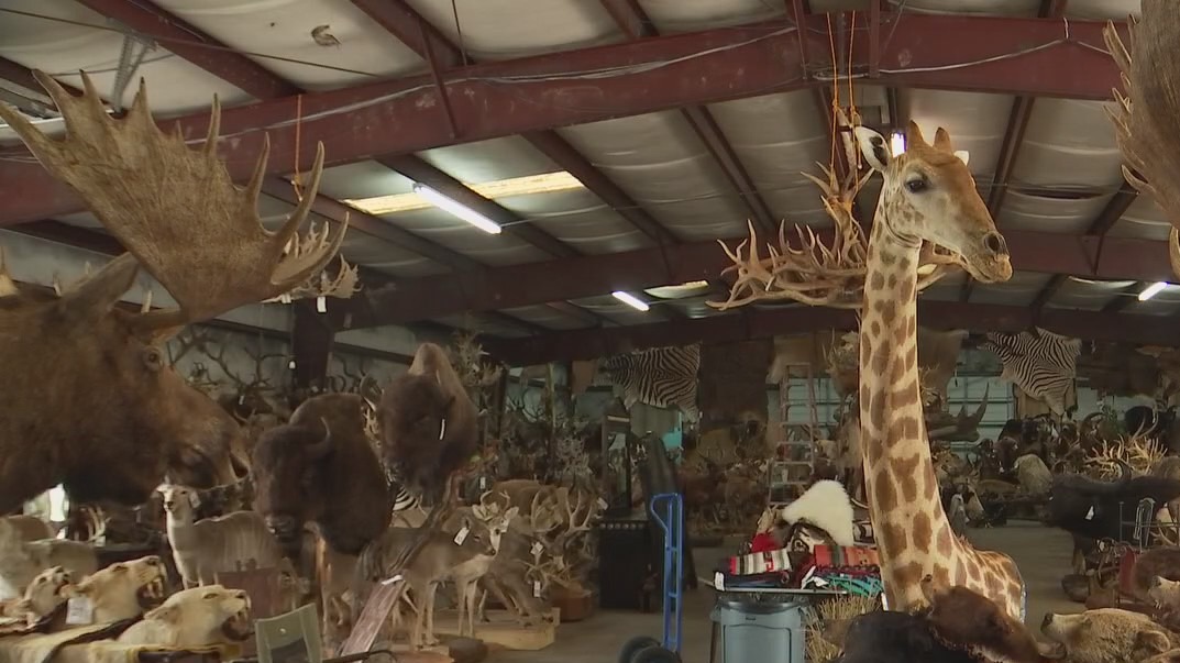 Austin’s taxidermy king’s passing leads to massive auction