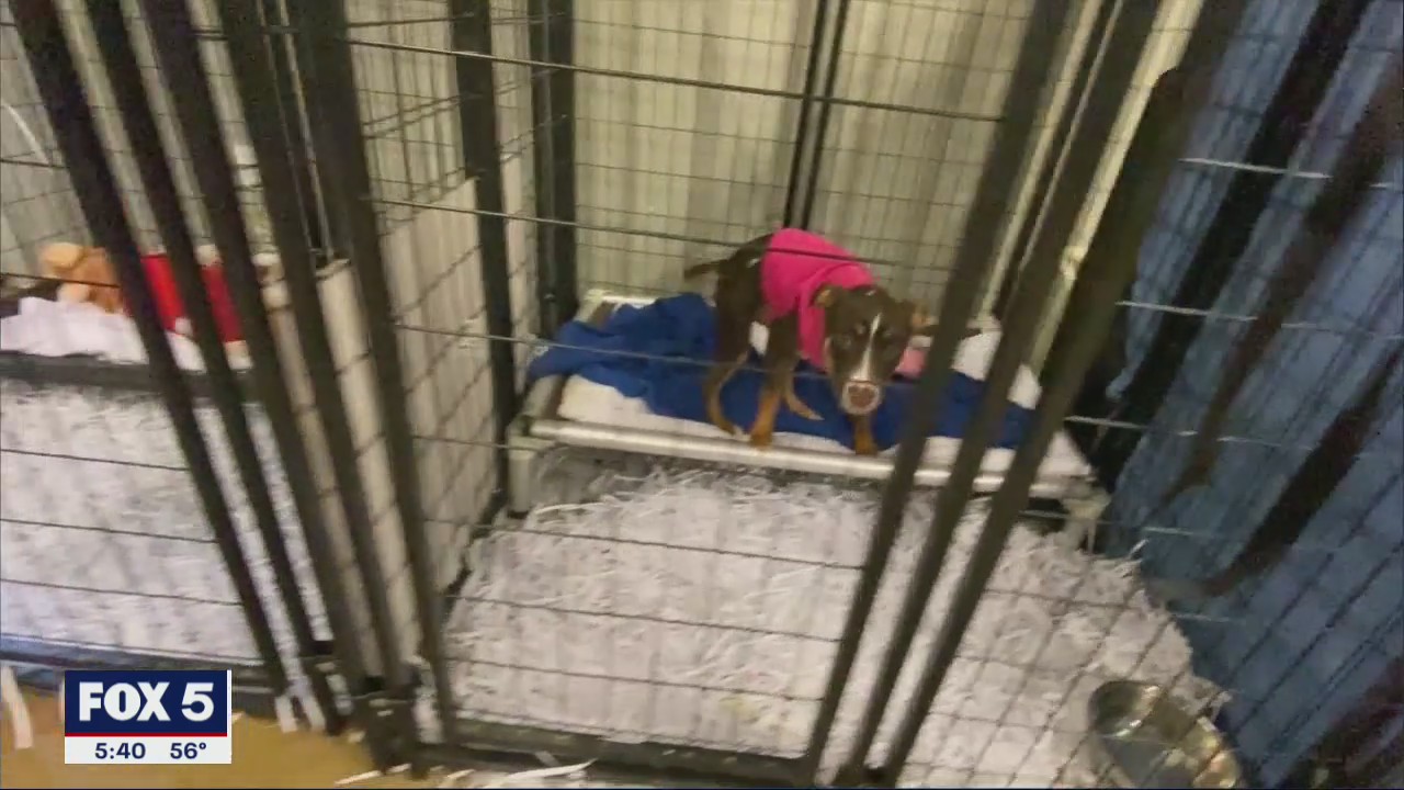Animal shelters hope first dog will give adoptions a Major boost