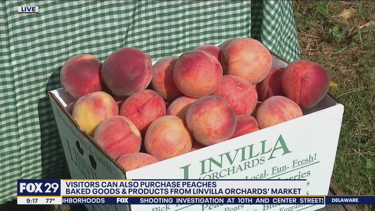 Celebrating National Peach Month at Linvilla Orchards