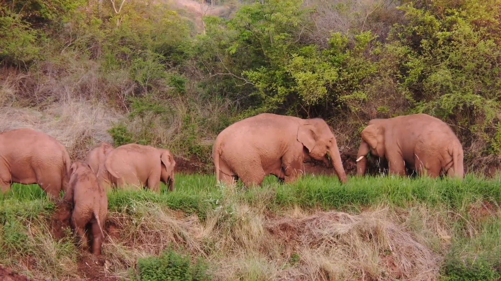 Herd elephants rest during migration across Yunnan Province