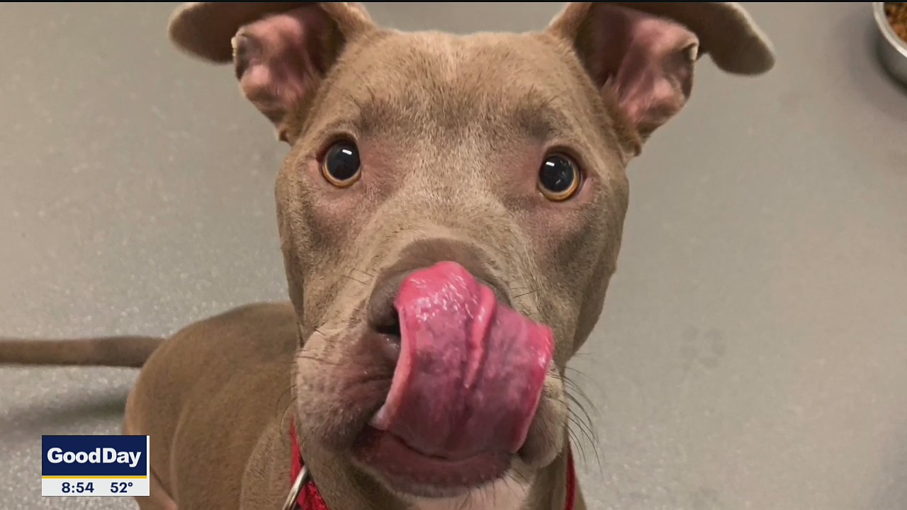 Dog of the Day: Dexter