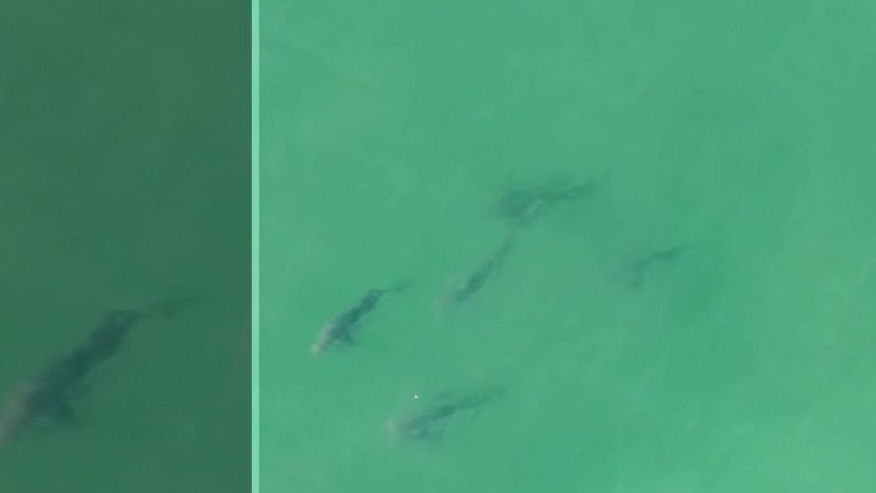 Sharks in Southampton