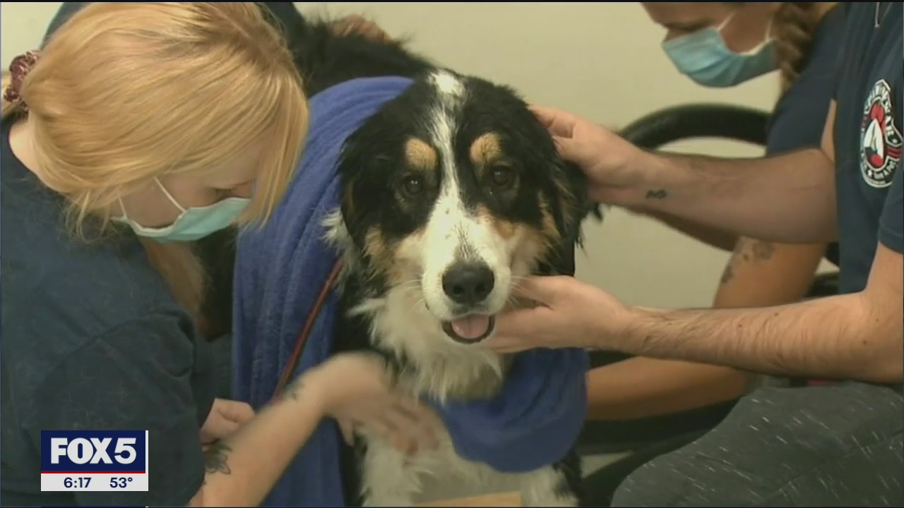 Free pet grooming offered to veterans