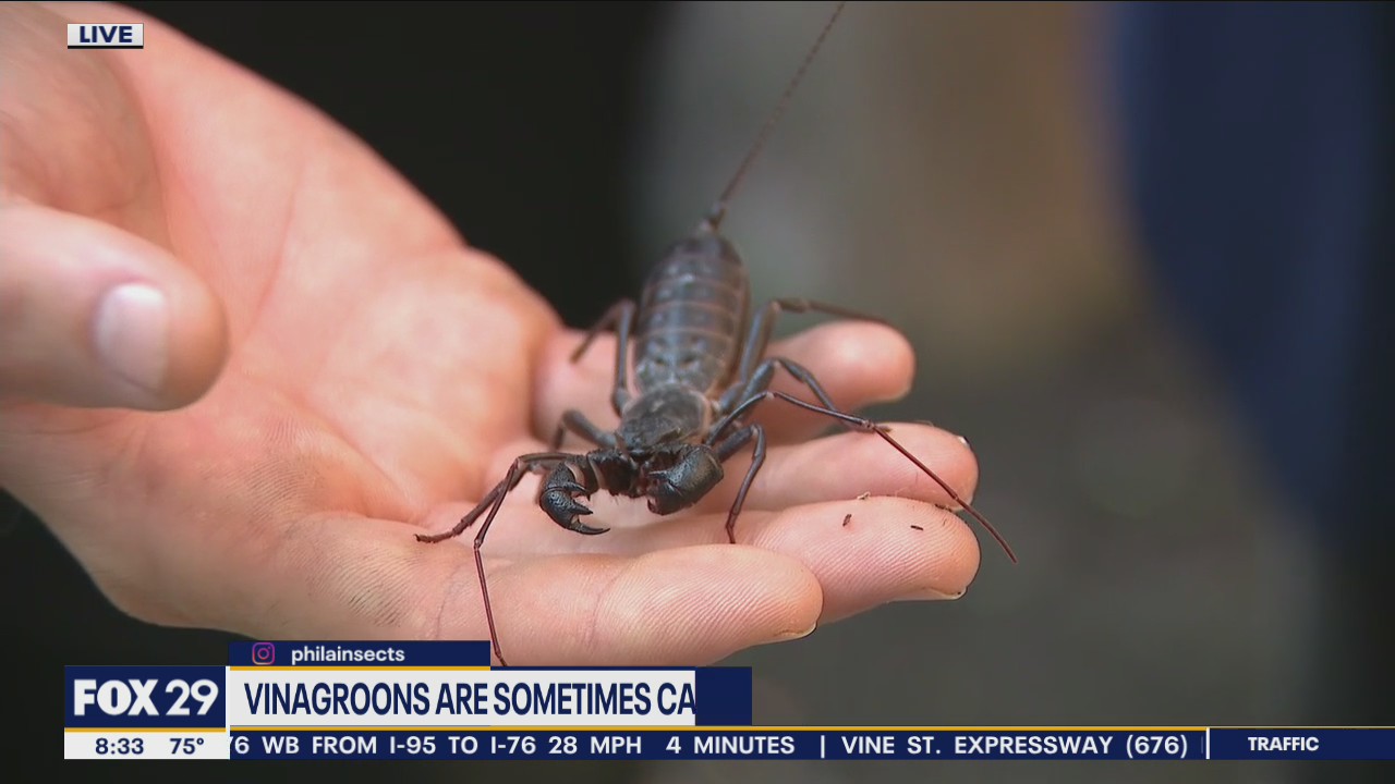Cicadas are the loudest insects in the world