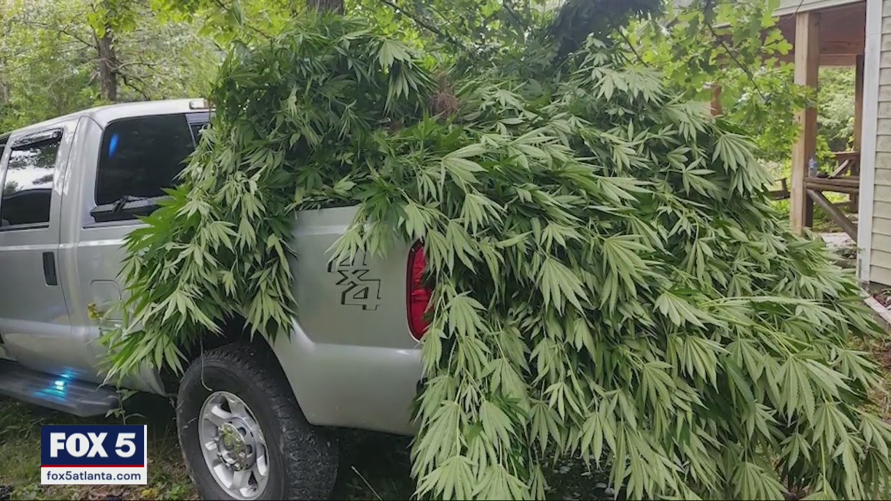 Hundreds of marijuana plants destroyed in Georgia