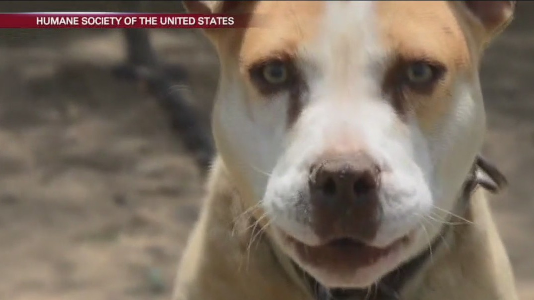 Abbott vetoes bill protecting dogs left outside in harsh conditions