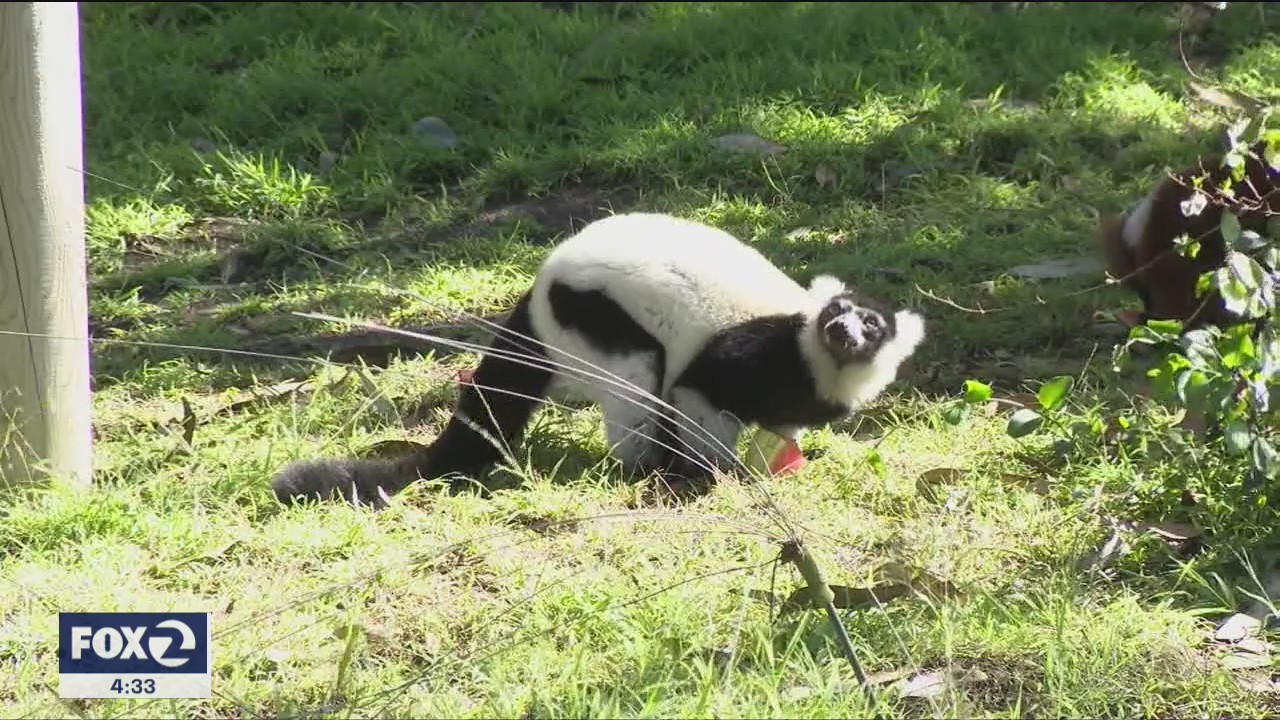 Suspect arrested in theft of lemur from SF Zoo