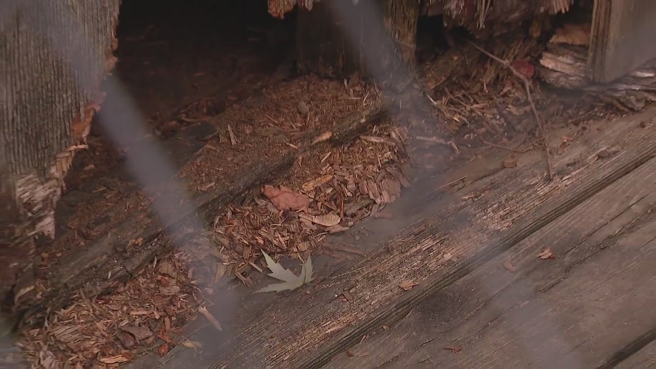 Groundhogs taking over unoccupied home in Rosedale Park, neighbor says