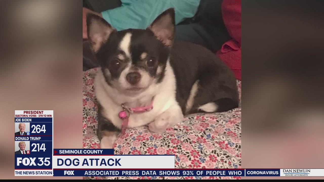 Dog killed in attack by another dog
