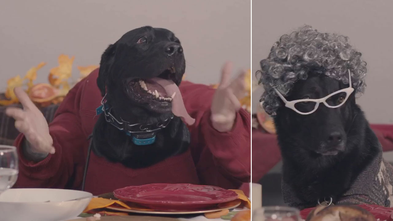Dynamic K-9s wish people a Happy Thanksgiving in funny video