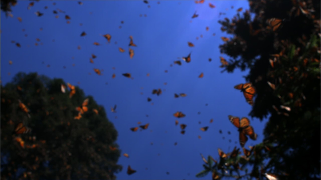 1-2% of bugs lost every year due several factors, scientists say