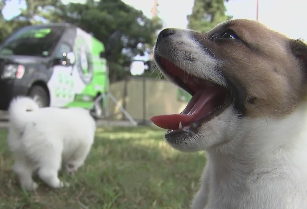 Help rescue animals in Houston by getting your furry friend into a new dog calendar