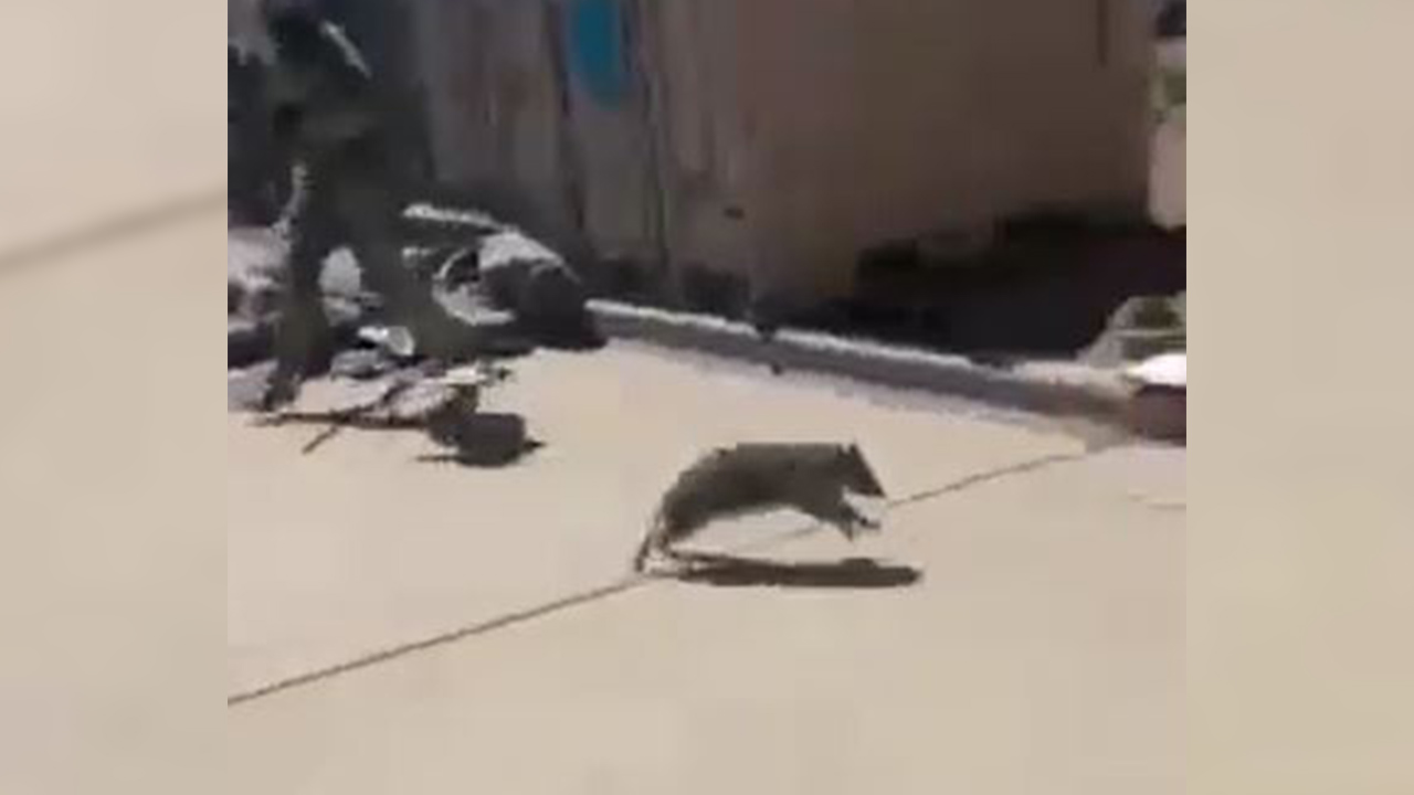 Watch troops run out of armored vehicle after being chased by raccoon