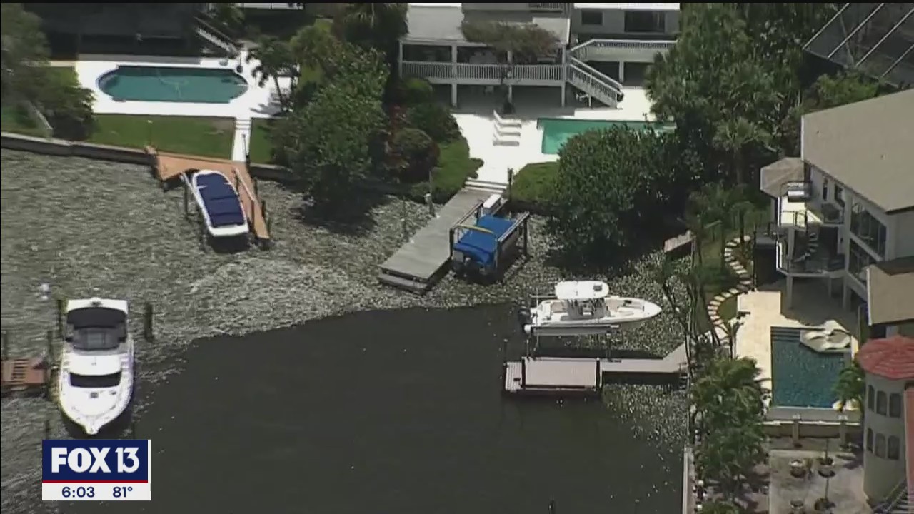 Fish kills continue in Tampa Bay waterways