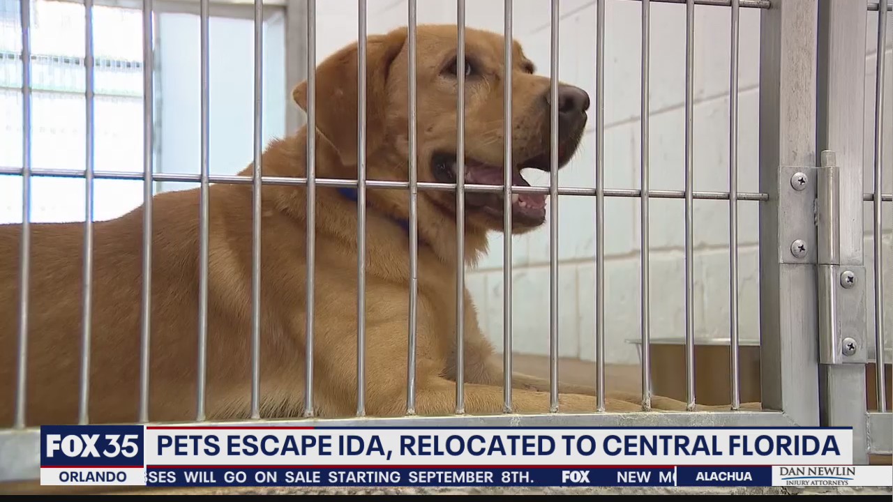 Shelter dogs escape Hurricane Ida, relocated to Central Florida