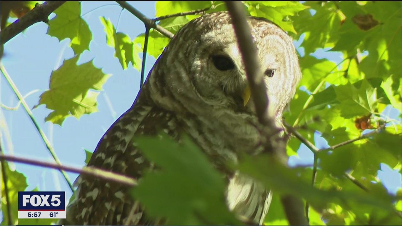 Rare owl in Central Park