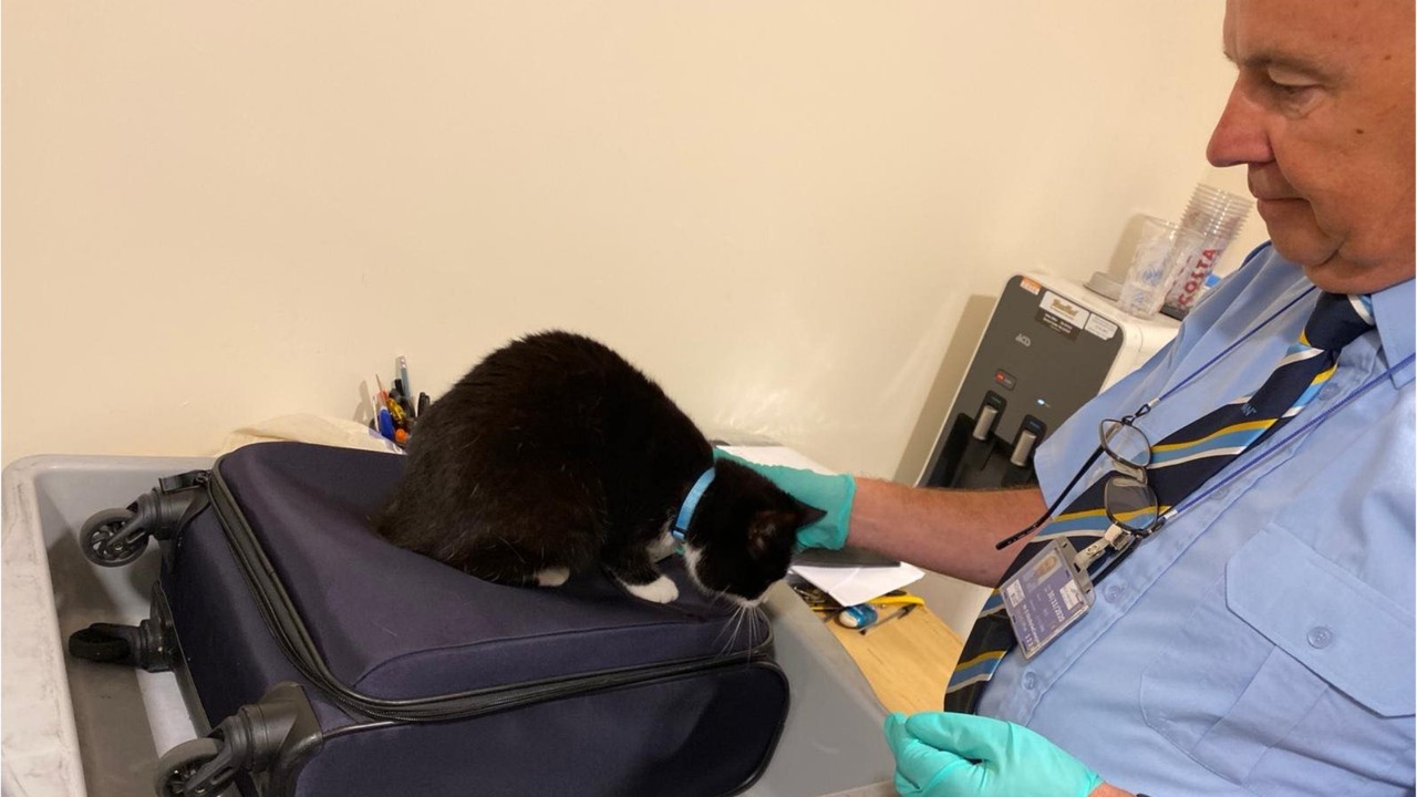 Airport security stops couple after pet cat sneaks into carry-on luggage