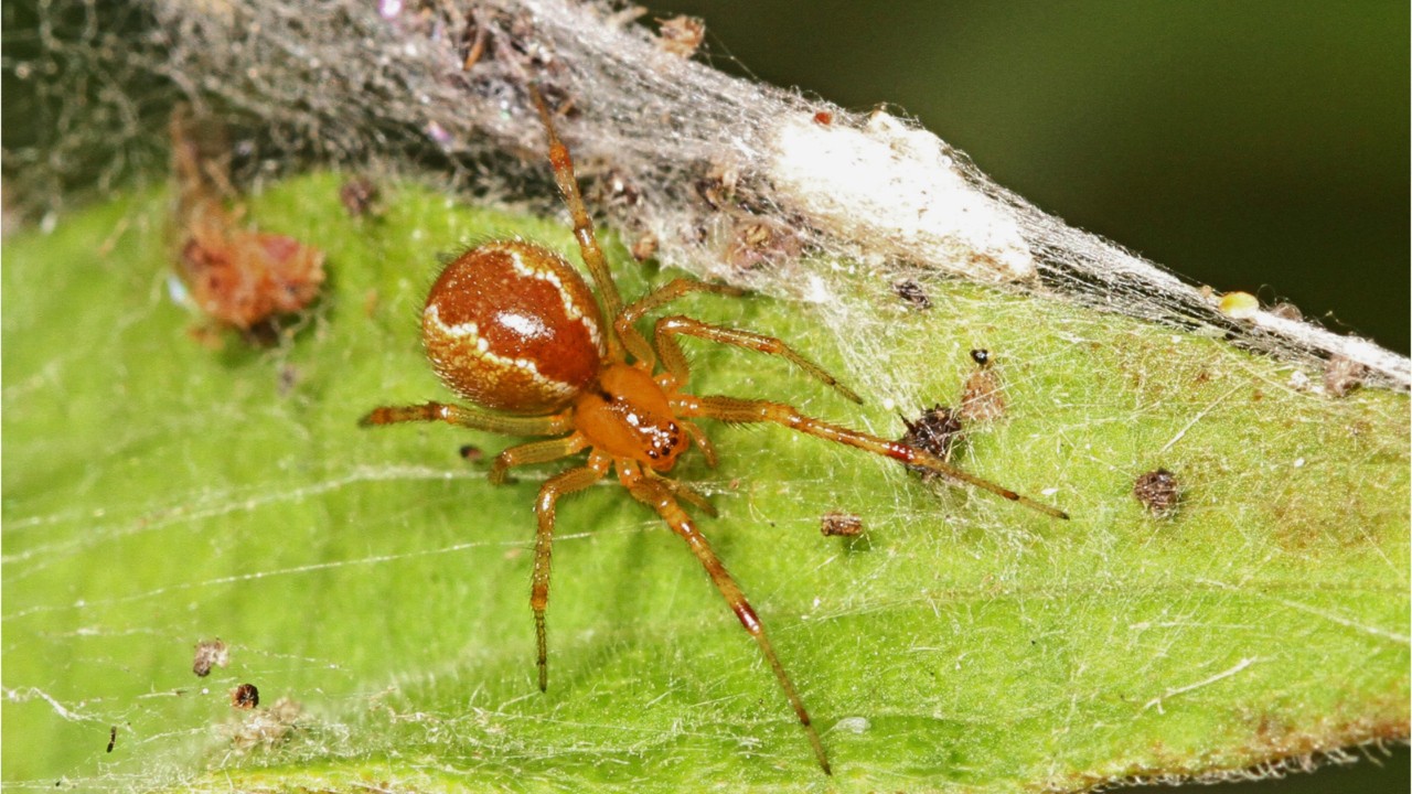 Study: Hurricanes make spider populations more aggressive