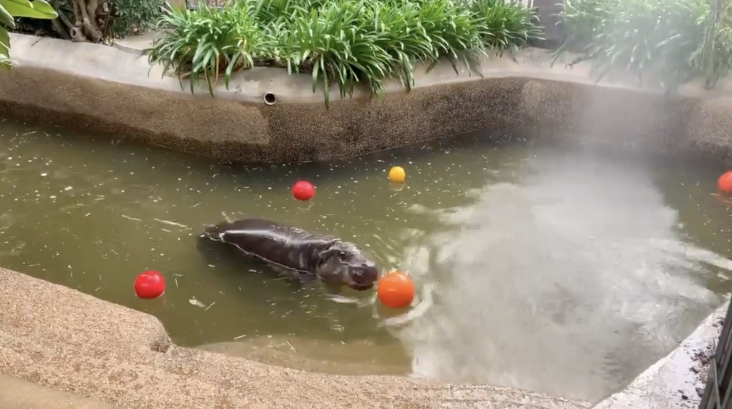 Obi the pygmy hippo's 5th birthday