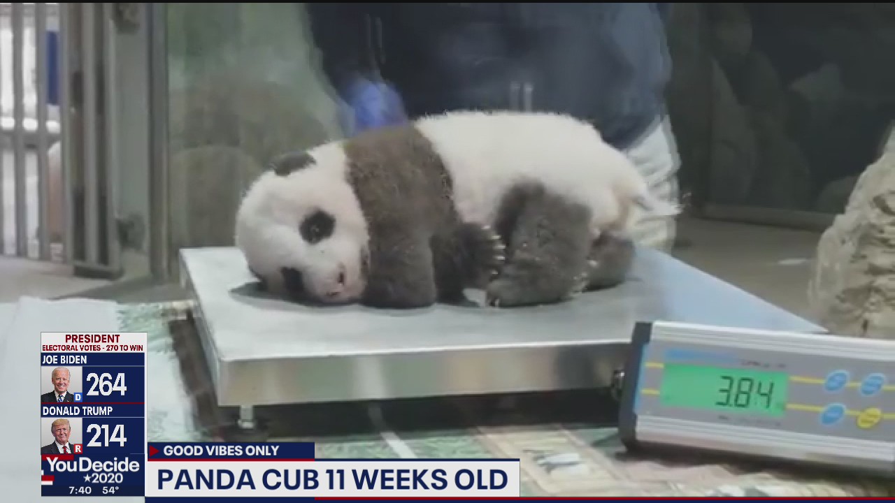 Giant baby panda cub turns 11-weeks old