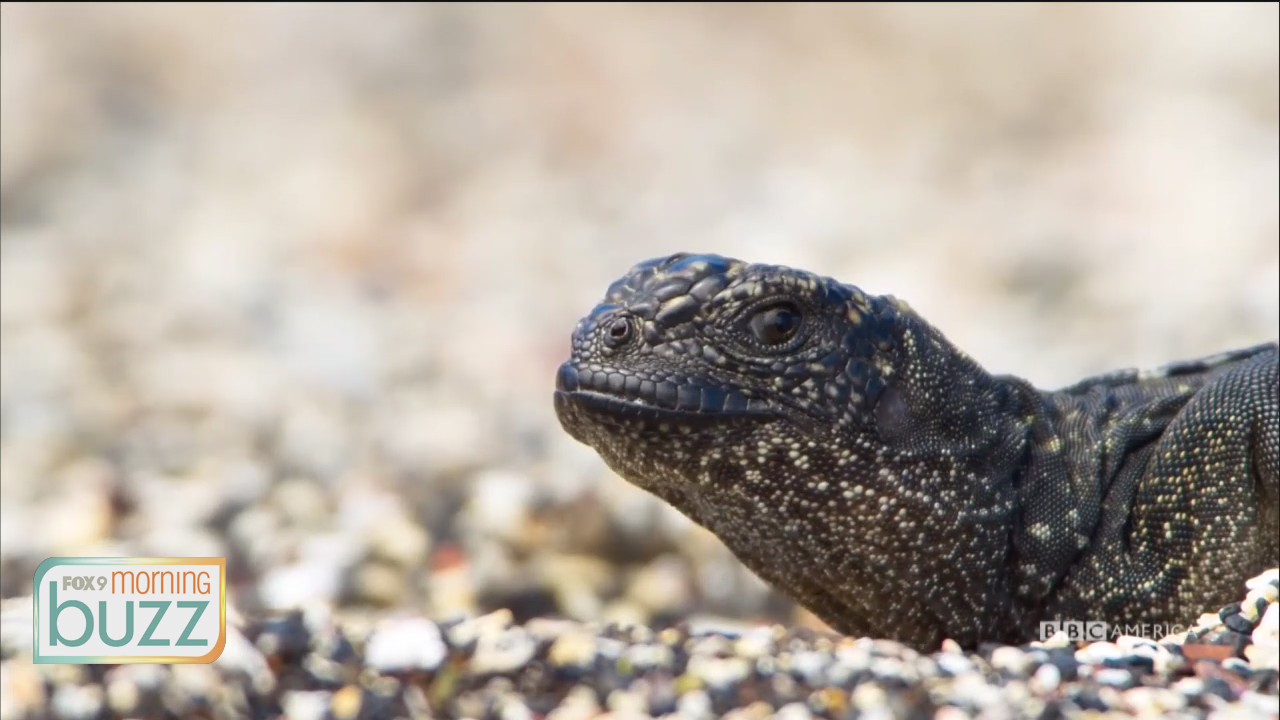 Sneak Peek: Awe-inspiring series "Planet Earth" returns