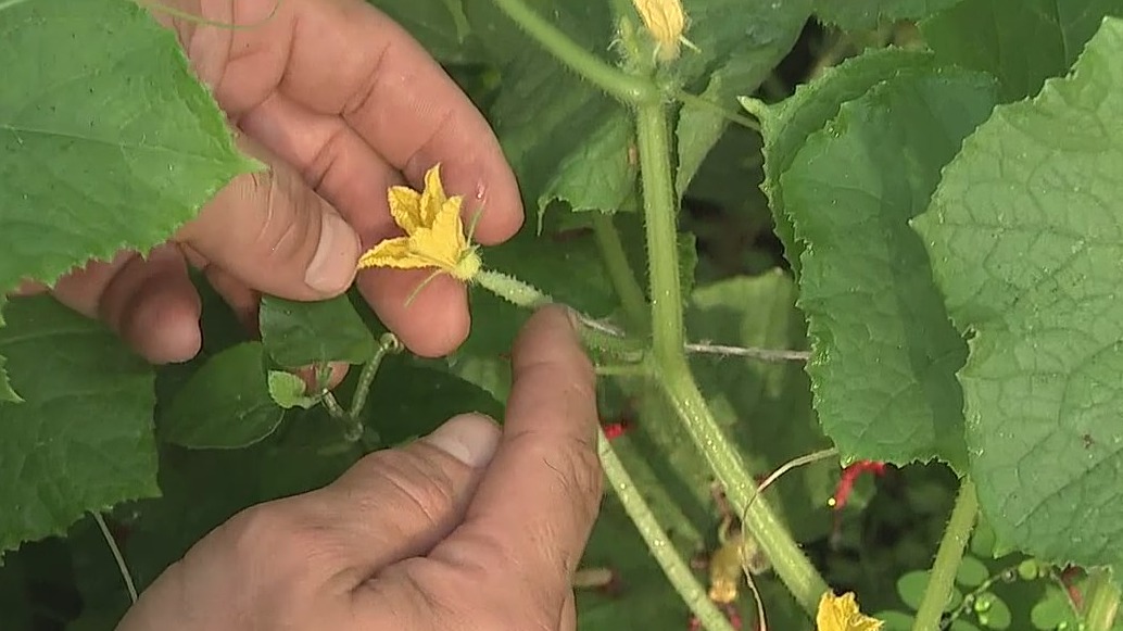 Growing cucumbers in your garden