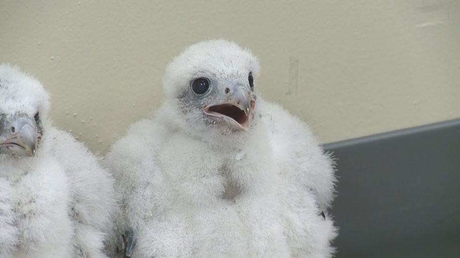Peregrine falcons named after COVID heroes