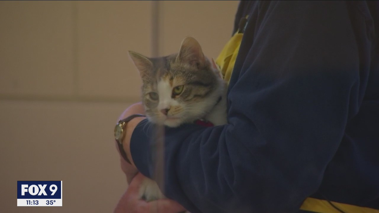 Animal Humane Society to give workers a week off during election