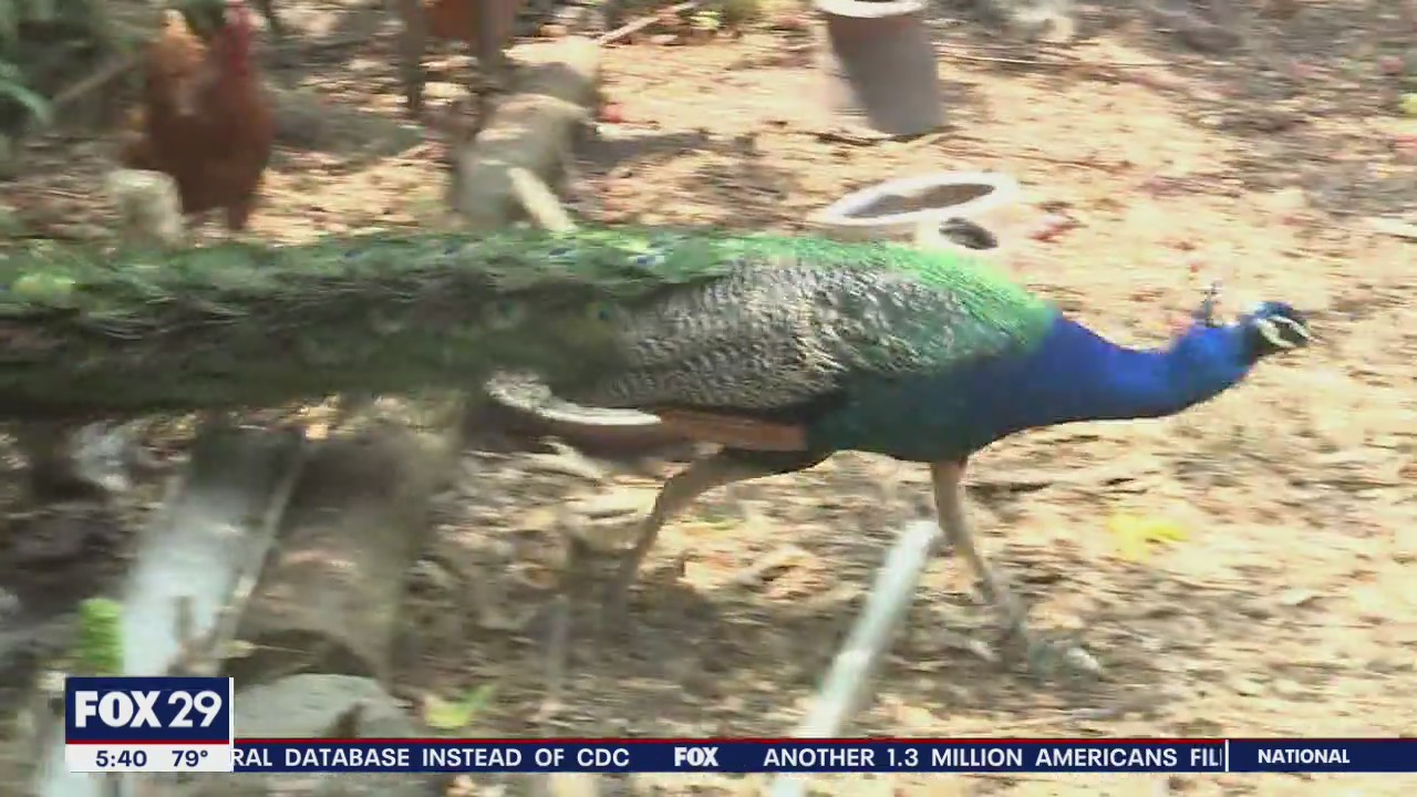 Peacock polarizes Oakland neighborhood with shrill shriek