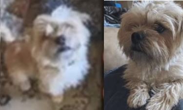 Milwaukee woman finds her lost dog for sale on Facebook
