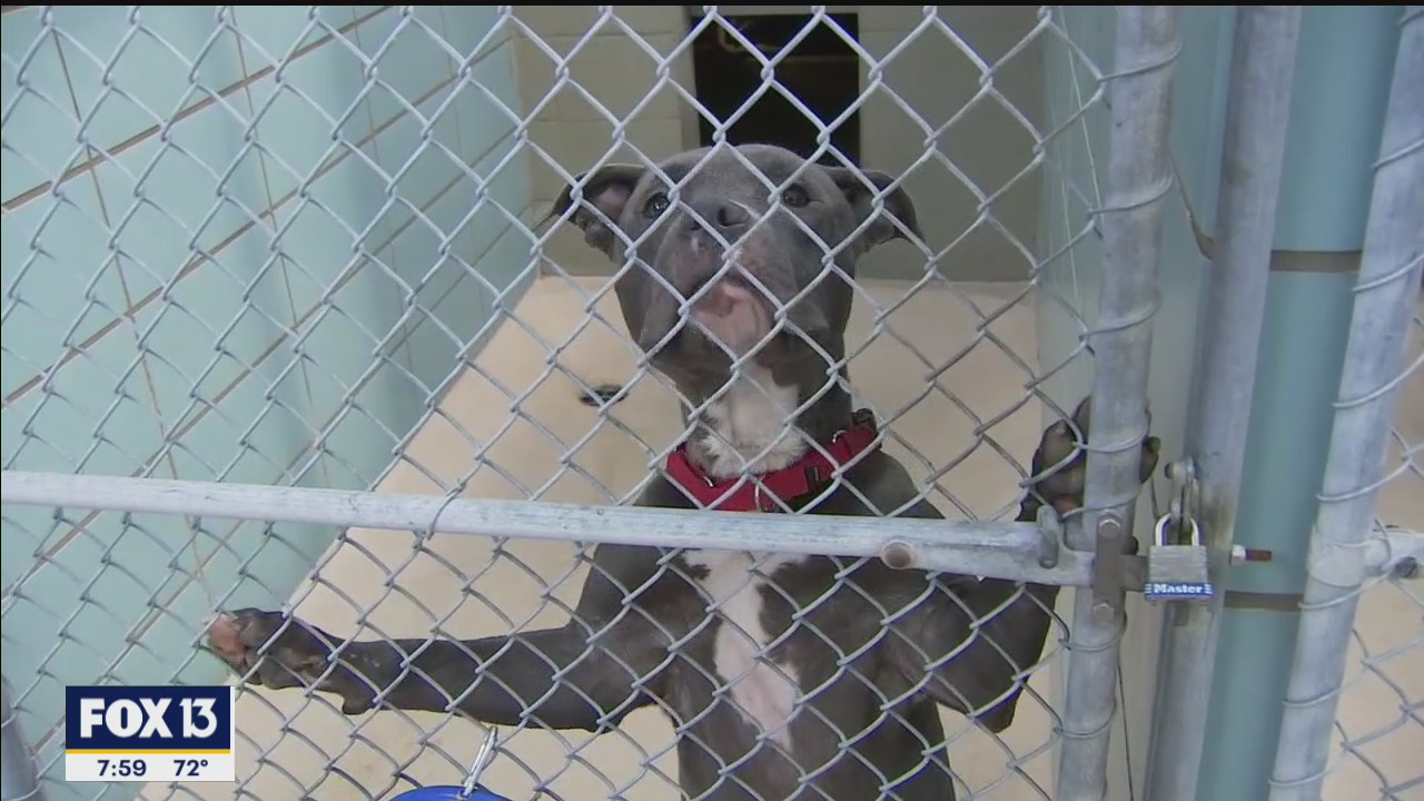 Behind the scenes of Hillsborough County’s animal shelter