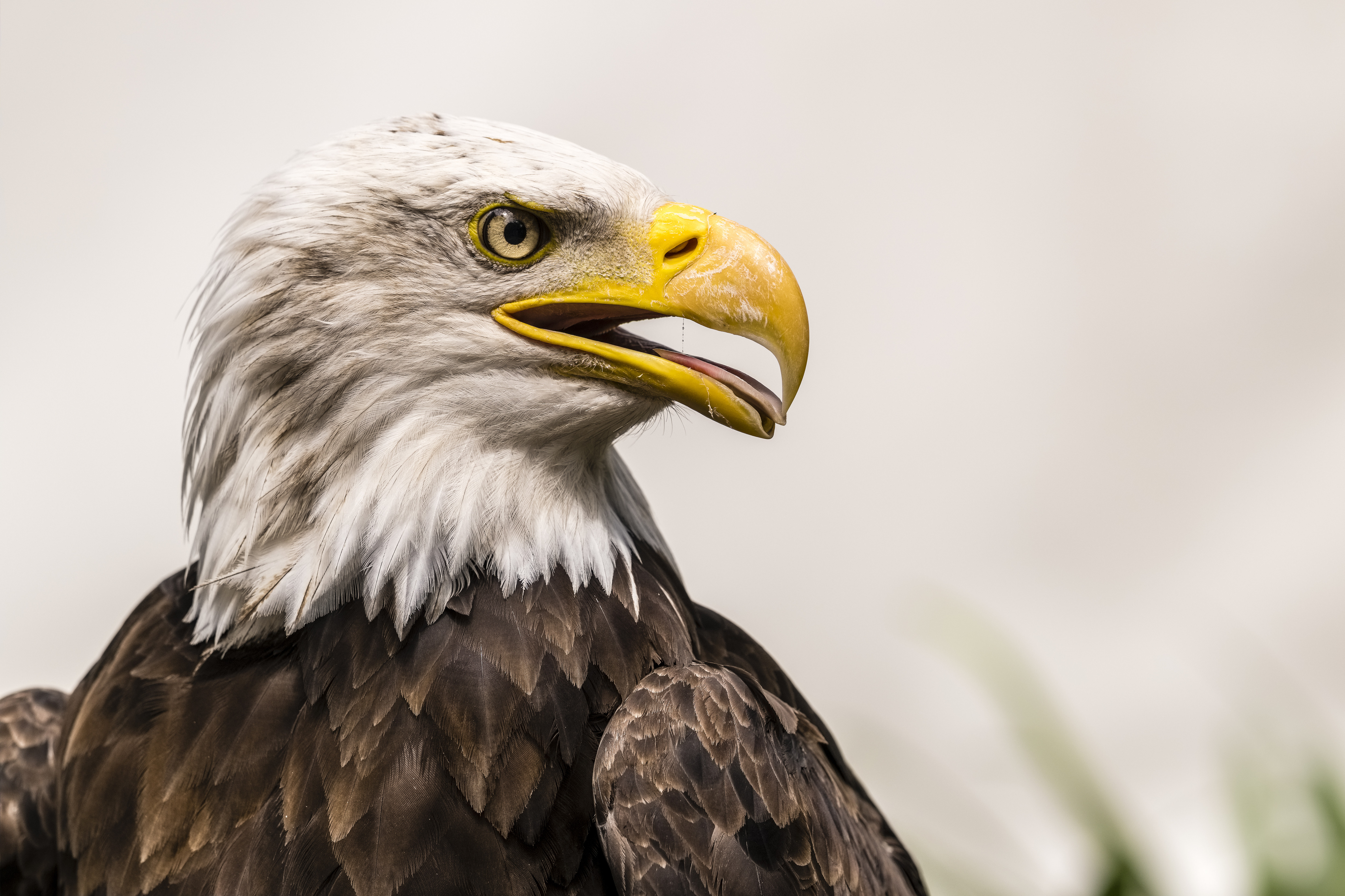 Idaho farmer says bald eagle killed dozens of his lambs