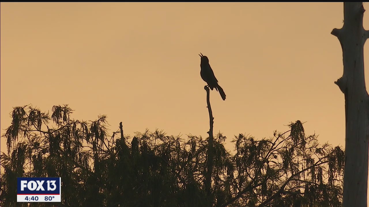 Experience Florida's natural wonders at Circle B Bar