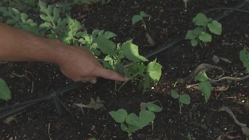 Heat-tolerant plants for the Florida summer